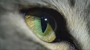 BBC. Кошачьи тайны